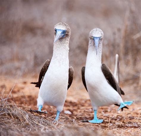 bird boobs|Tit (bird) .